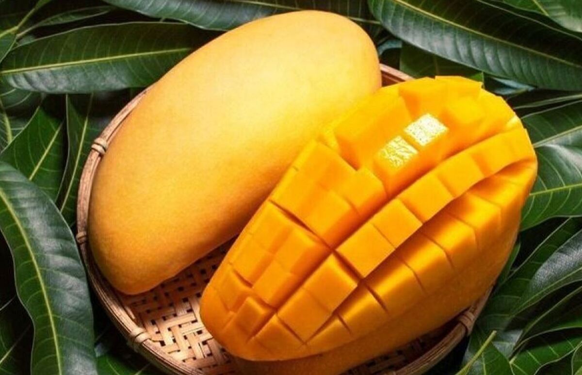 با این میوه استوایی پر طرفدار حافظه تان را تقویت کنید+دیگر خواص انبه