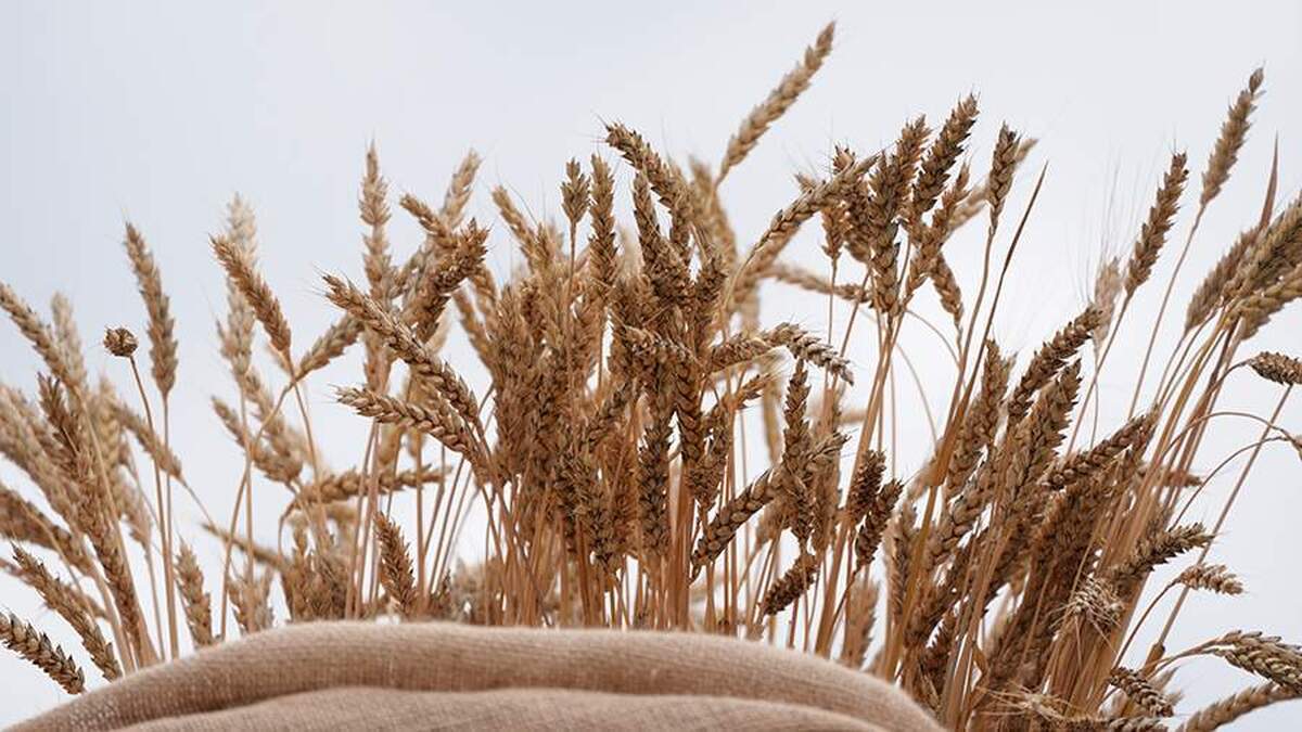 سفیر روسیه از آمادگی مسکو برای افزایش صادرات گندم به مصر خبر داد.