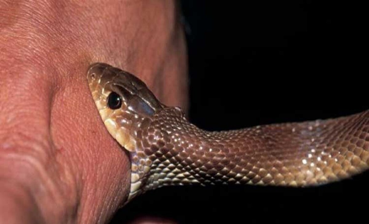 مکیدن محل مارگزیدگی کمکی به دفع سم نمی‌کند