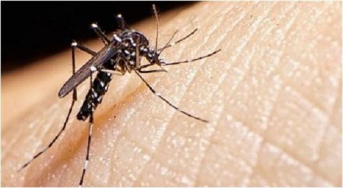 پشه‌های آلوده به این نوع ویروس، با تب دنگی مبارزه می‌کنند!