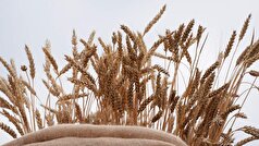 سفیر روسیه از آمادگی مسکو برای افزایش صادرات گندم به مصر خبر داد.