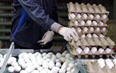 ضبط و معدوم سازی ۳۰۰۰ کیلوگرم تخم مرغ فاسد در قم