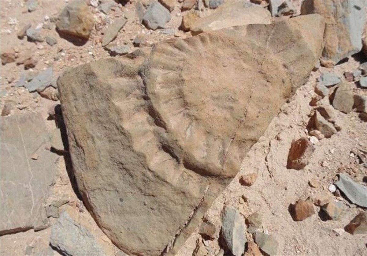 شناسایی سایت فسیلی جدید با قدمت ۸ میلیون سال در کردستان