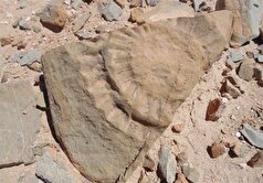 شناسایی سایت فسیلی جدید با قدمت ۸ میلیون سال در کردستان