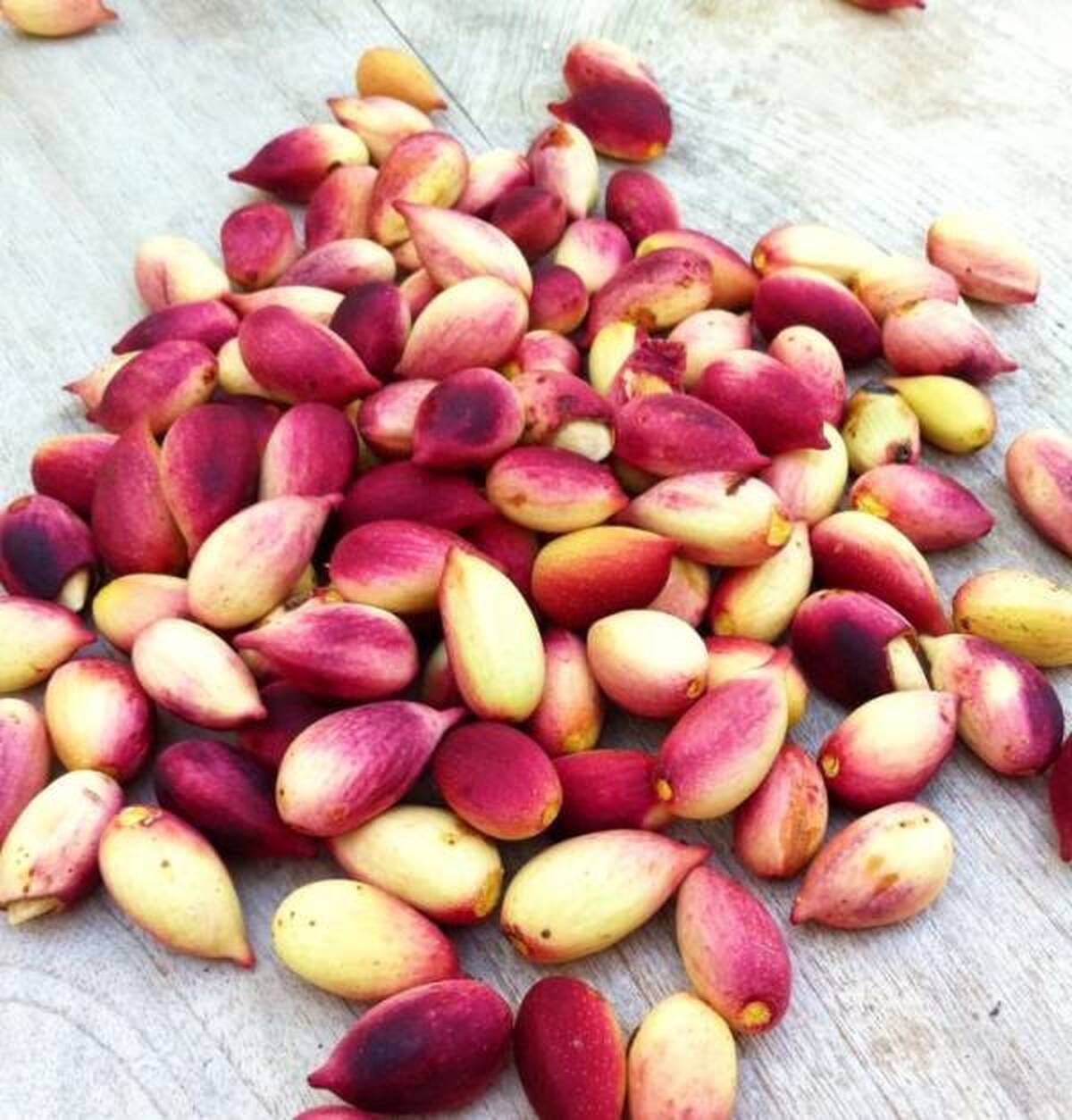 معجزه مصرف شبانه پسته را دریابید!