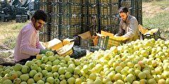 خرید ۱۵۰ تن سیب پادرختی از کشاورزان بروجردی