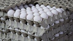 قیمت منطقی هرعدد تخم مرغ ۶ هزارتومان