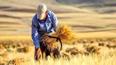 بلاتکلیفی حق بیمه گندم‌کاران و ۵ درصد مطالباتی که تسویه نمی‌شود