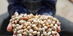 مصرف شبانه پسته برای این مشکل معجزه میکند!