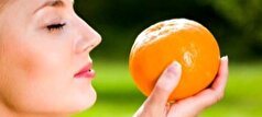 ارتباط بینی و مغز، اتصالی مهم در درک مزه‌های مختلف