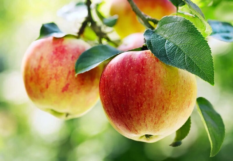 این غذا‌ها ما را از سرطان نجات می‌دهند