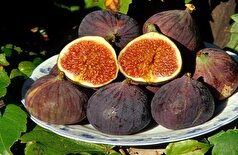 چرا انجیر باید بخشی از رژیم غذایی روزانه شما باشد؟