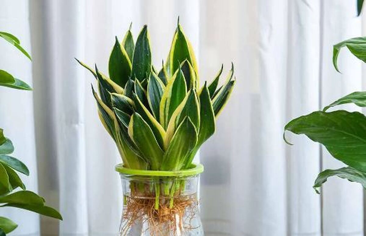 نکات مهم برای قلمه زدن گیاه سانسوریا در خاک و آب