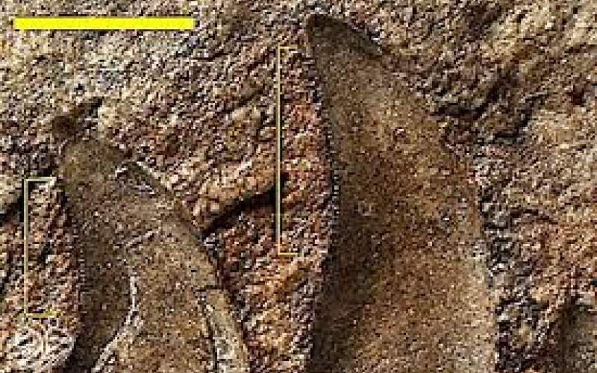 شناسایی گونه جدیدی از دایناسور غول‌پیکر گوشت‌خوار دوران تریاس!
