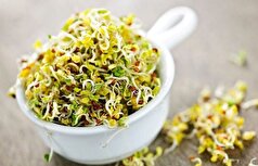 یونجه، درمانی خوراکی برای کنترل آلزایمر!