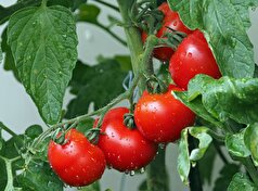 خواص ضد میکروبی آب گوجه فرنگی ممکن است سالمونلا را از بین ببرد