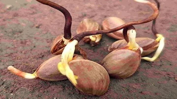 چگونه در گلدان درختچه پسته پروش بدهیم؟