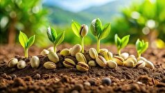 چگونه در گلدان درختچه پسته پروش بدهیم؟
