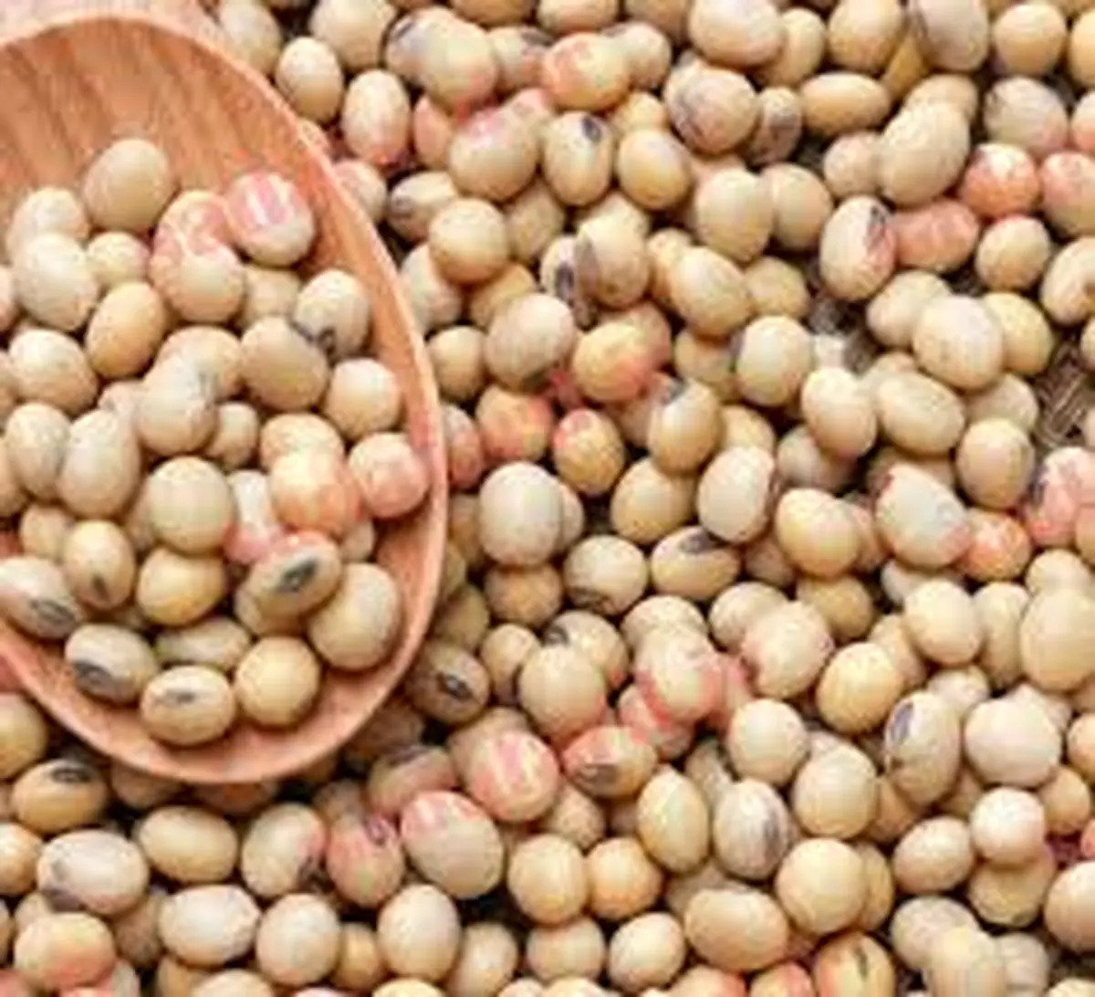 سویا اصلاح میشود!