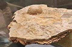 زنی مروارید ۱۰۰ میلیون ساله پیدا کرد