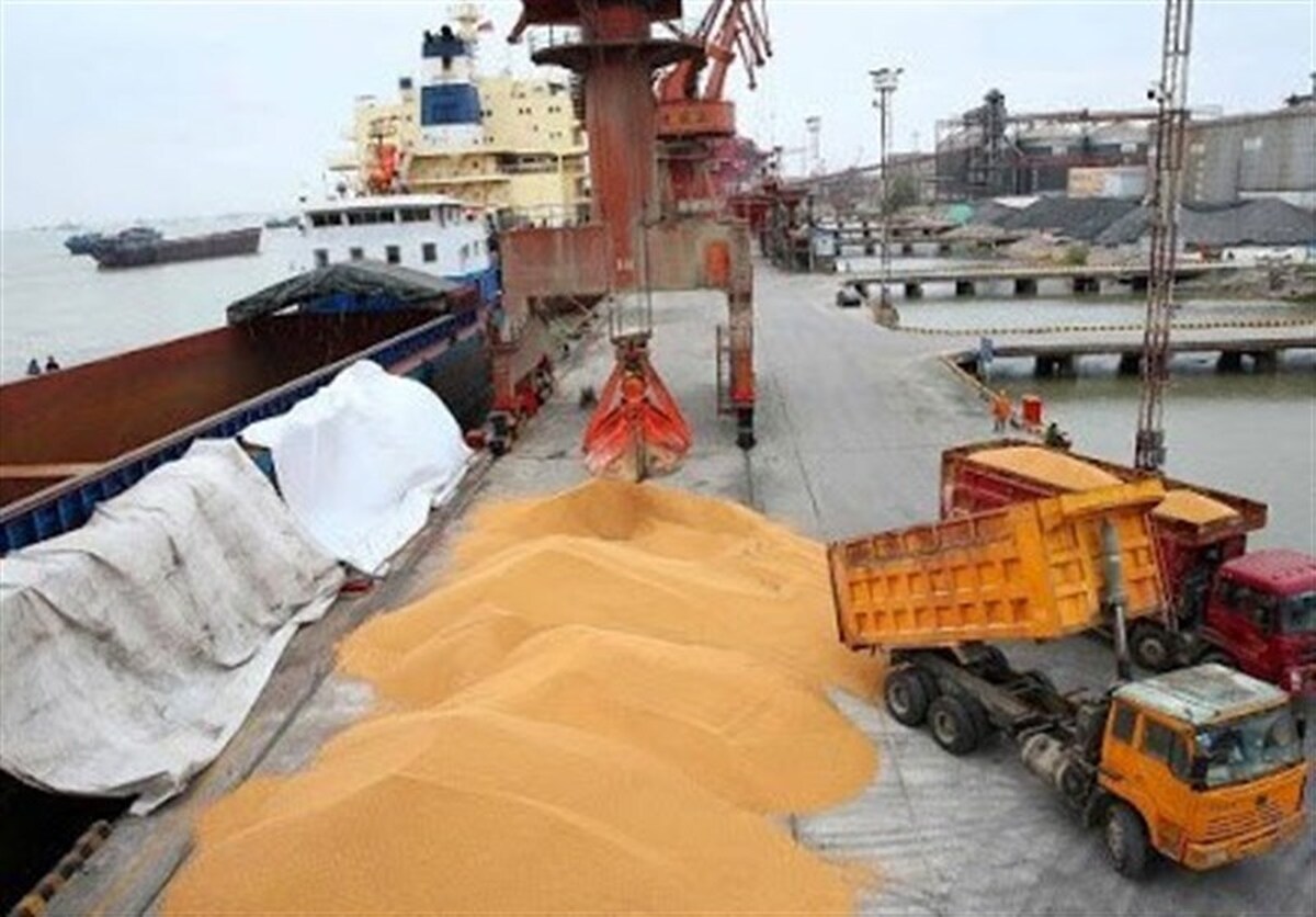 توقف عرضه جو به دامداران در بازارگاه/ یک گروه مافیایی، بازار نهاده را می‌چرخاند