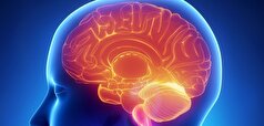 مغز انسان در پیری چه ری اکشنی دارد؟