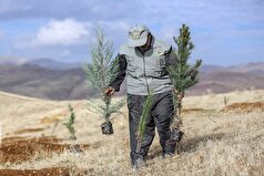 کاشت بیش از ۳۳ هزار اصله درخت و درختچه در منطقه ۱۹ تهران