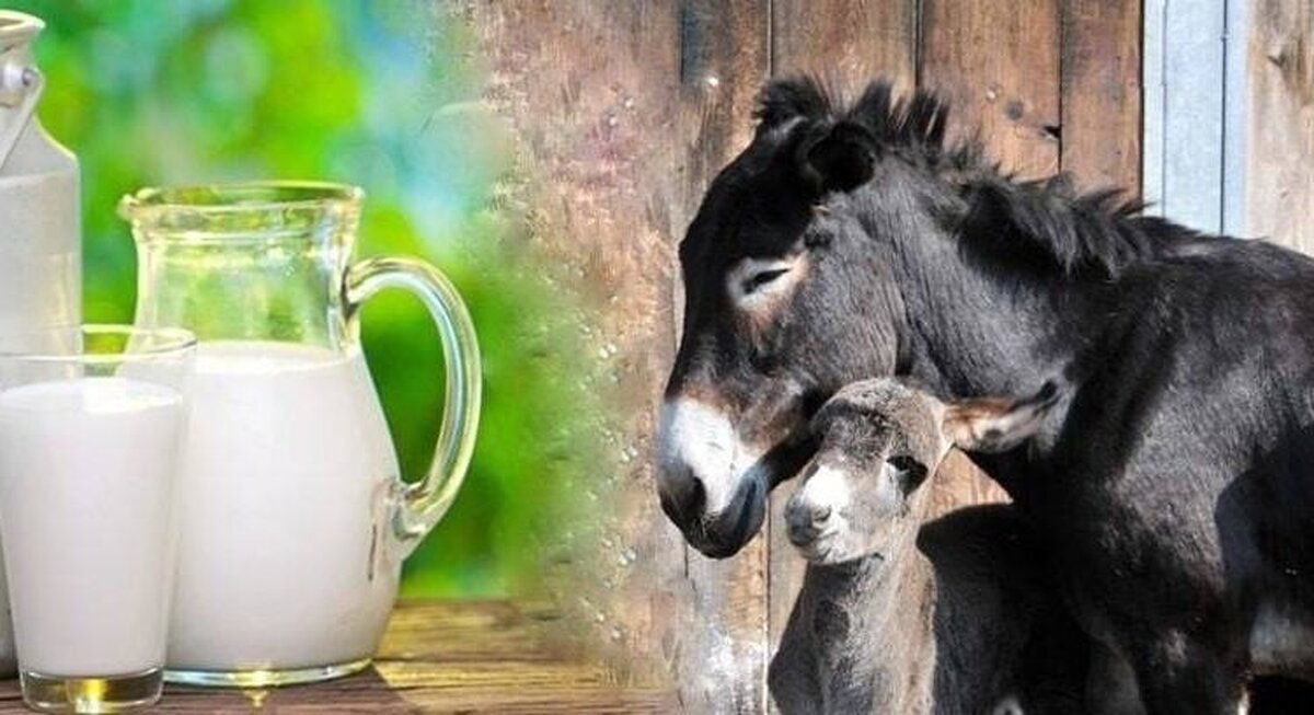 شیر الاغ؛ دریچه‌ای به سوی حفظ زیبایی و شادابی