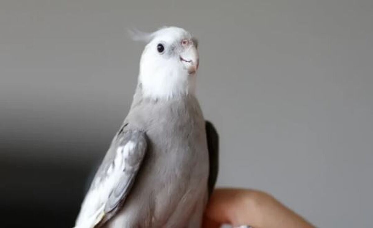 از کجا بفهمیم عروس هلندی مان نر است یا ماده؟