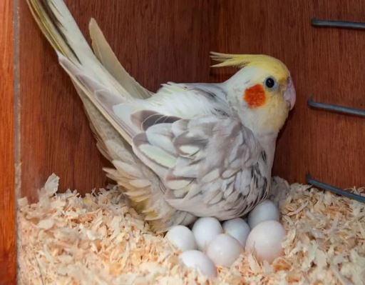 از کجا بفهمیم عروس هلندی مان نر است یا ماده؟ از کجا بفهمیم عروس هلندی مان نر است یا ماده؟