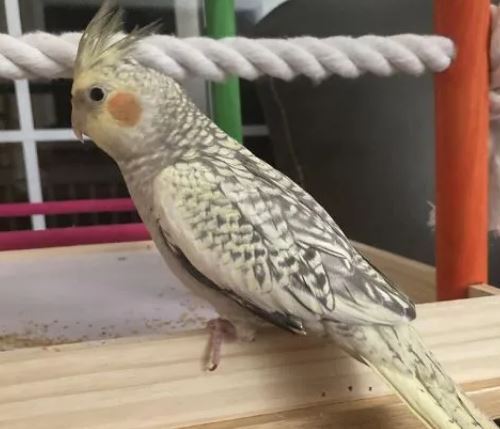 از کجا بفهمیم عروس هلندی مان نر است یا ماده؟ از کجا بفهمیم عروس هلندی مان نر است یا ماده؟