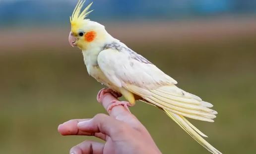 از کجا بفهمیم عروس هلندی مان نر است یا ماده؟ از کجا بفهمیم عروس هلندی مان نر است یا ماده؟