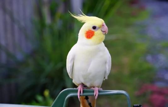 از کجا بفهمیم عروس هلندی مان نر است یا ماده؟ از کجا بفهمیم عروس هلندی مان نر است یا ماده؟