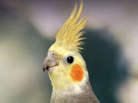 از کجا بفهمیم عروس هلندی مان نر است یا ماده؟ از کجا بفهمیم عروس هلندی مان نر است یا ماده؟