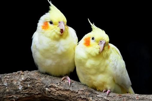 از کجا بفهمیم عروس هلندی مان نر است یا ماده؟ از کجا بفهمیم عروس هلندی مان نر است یا ماده؟