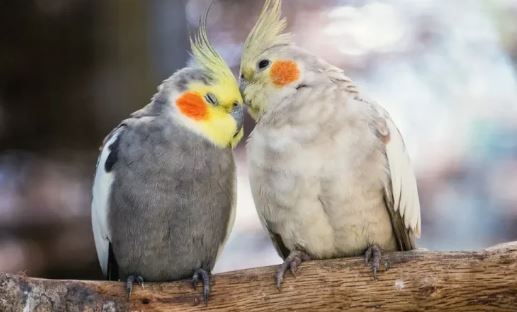 از کجا بفهمیم عروس هلندی مان نر است یا ماده؟ از کجا بفهمیم عروس هلندی مان نر است یا ماده؟