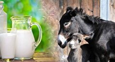 شیر الاغ؛ دریچه‌ای به سوی حفظ زیبایی و شادابی