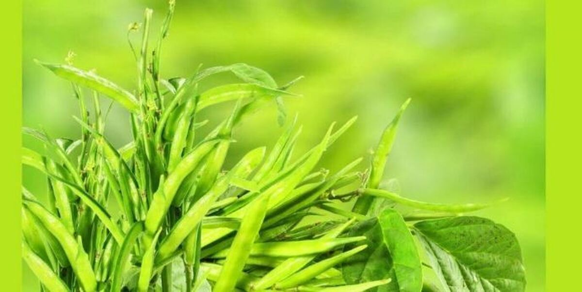 کشت گیاه مقاوم به شوری در ۳۰ هکتار از زمین‌های بوشهر