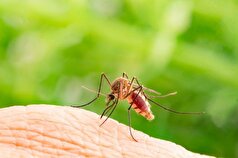 Nature Communications: دانشمندان می‌گویند لباس‌های رنگ روشن پشه‌ها را دفع می‌کنند