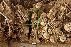 جمجمه ۶۲۰۰ ساله یک دختر که به صورت مصنوعی تغییر شکل داده شده بود در ایران پیدا شد!