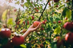 تمرکز بر توسعه باغات کم‌آب‌بر و اجرای روش‌های نوین آبیاری در آذربایجان غربی