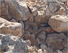 خنثی کردن دستگاه جاسوسی توسط ارتش لبنان
