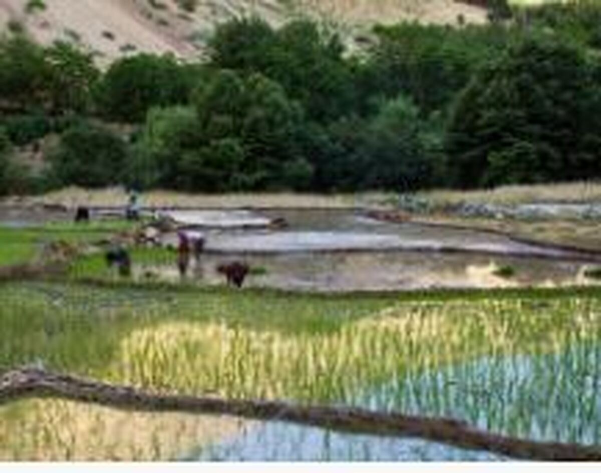 تخصیص ۶ هزار میلیارد تومان به طرح ملی آبخیز تا جالیز در سالجاری