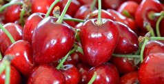 گیلاس معجزه‌ای برای پیشگیری و درمان آلزایمر