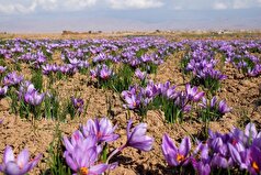 سطح زیرکشت زعفران در خوزستان به ۳۲ هکتار می‌رسد/ آغاز کشت نیمه‌مکانیزه در دزپارت