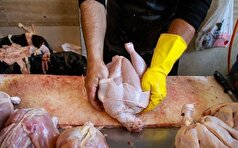 قیمت منطقی هرکیلو مرغ گرم ۱۳۰ هزارتومان