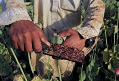 کاهش منابع خشخاش تهدیدی برای داروسازی ایران