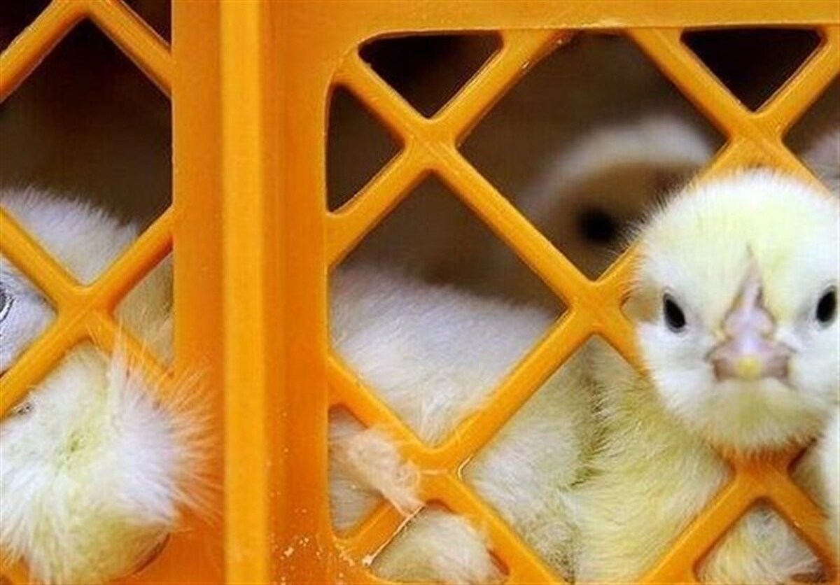 توزیع ۶ هزار جوجه مرغ بومی بین اعضای صندوق‌های زنان روستایی و عشایری