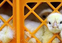 توزیع ۶ هزار جوجه مرغ بومی بین اعضای صندوق‌های زنان روستایی و عشایری