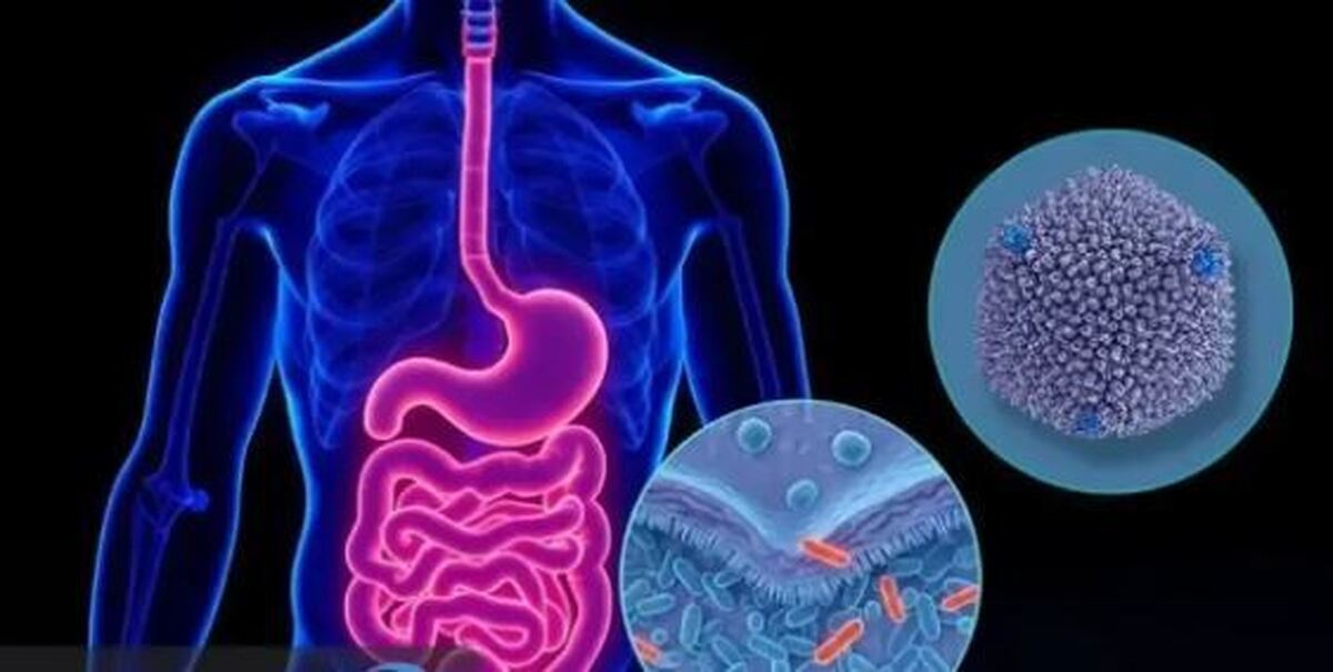 باکتری‌های بیماری‌زا چگونه در روده رشد و تقویت می‌شوند؟